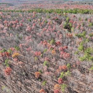 Photo #31 of Off Lemon Ridge Lane, Appomattox, VA 9.2 acres