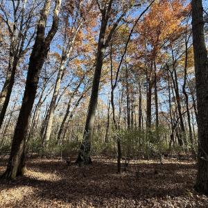 Photo #13 of Off NC HWY 902, Pittsboro, NC 8.3 acres