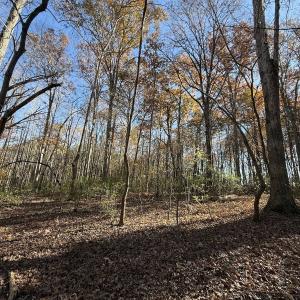 Photo #17 of Off NC HWY 902, Pittsboro, NC 8.3 acres
