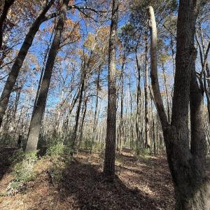 Photo #18 of Off NC HWY 902, Pittsboro, NC 8.3 acres