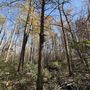 Photo #21 of Off NC HWY 902, Pittsboro, NC 8.3 acres