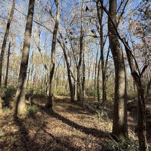 Photo #23 of Off NC HWY 902, Pittsboro, NC 8.3 acres