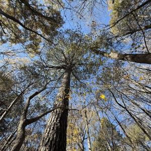 Photo #27 of Off NC HWY 902, Pittsboro, NC 8.3 acres