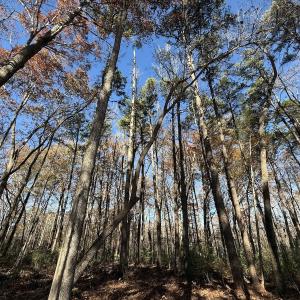 Photo #1 of Off NC HWY 902, Pittsboro, NC 8.3 acres