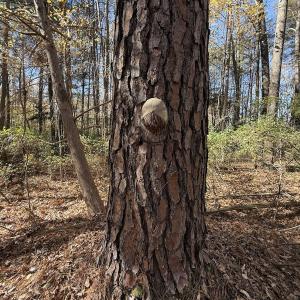 Photo #3 of Off NC HWY 902, Pittsboro, NC 8.3 acres