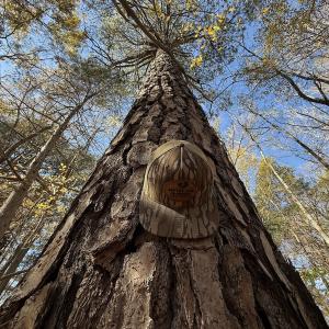 Photo #4 of Off NC HWY 902, Pittsboro, NC 8.3 acres