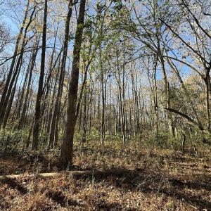Photo #55 of Off NC HWY 902, Pittsboro, NC 8.3 acres