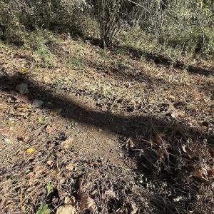 Photo #56 of Off NC HWY 902, Pittsboro, NC 8.3 acres