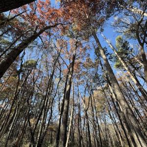 Photo #58 of Off NC HWY 902, Pittsboro, NC 8.3 acres