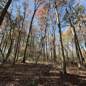 Photo #59 of Off NC HWY 902, Pittsboro, NC 8.3 acres