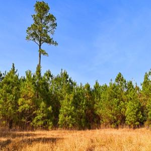 Photo #1 of Off Lagrange Rd, La Grange, NC 86.7 acres