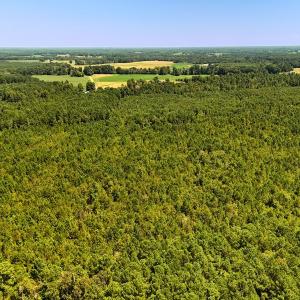 Photo #10 of Off Lagrange Rd, La Grange, NC 86.7 acres