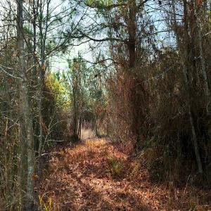 Photo #11 of Off Lagrange Rd, La Grange, NC 86.7 acres