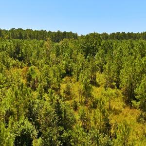 Photo #12 of Off Lagrange Rd, La Grange, NC 86.7 acres