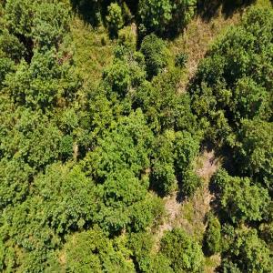 Photo #13 of Off Lagrange Rd, La Grange, NC 86.7 acres