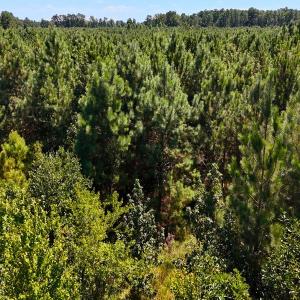 Photo #19 of Off Lagrange Rd, La Grange, NC 86.7 acres