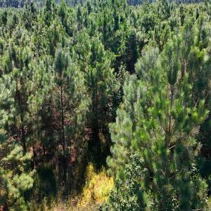 Photo #20 of Off Lagrange Rd, La Grange, NC 86.7 acres