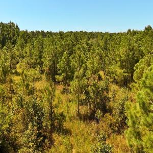 Photo #26 of Off Lagrange Rd, La Grange, NC 86.7 acres