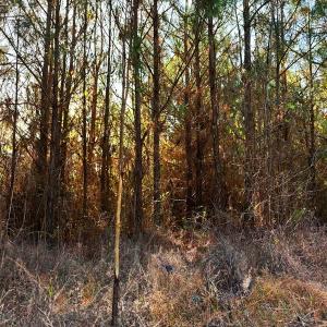 Photo #6 of Off Lagrange Rd, La Grange, NC 86.7 acres