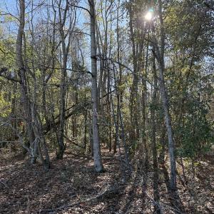 Photo #16 of Off of Macedonia Church Road, Evergreen, NC 17.3 acres