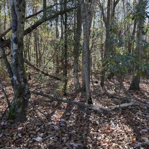 Photo #17 of Off of Macedonia Church Road, Evergreen, NC 17.3 acres