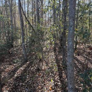 Photo #18 of Off of Macedonia Church Road, Evergreen, NC 17.3 acres