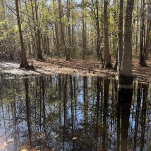 Photo #20 of Off of Macedonia Church Road, Evergreen, NC 17.3 acres