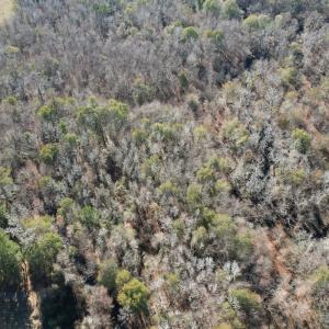 Photo #3 of Off of Macedonia Church Road, Evergreen, NC 17.3 acres