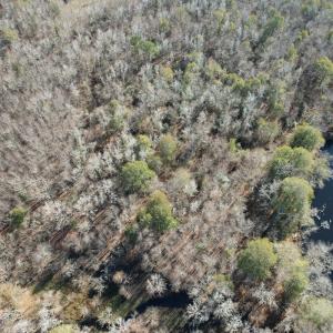 Photo #7 of Off of Macedonia Church Road, Evergreen, NC 17.3 acres