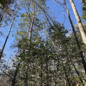 Photo #21 of Off of Macedonia Church Road, Evergreen, NC 17.3 acres