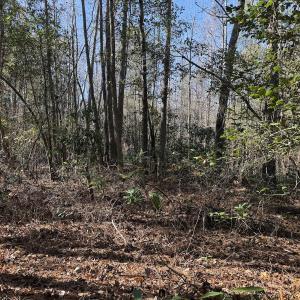 Photo #22 of Off of Macedonia Church Road, Evergreen, NC 17.3 acres