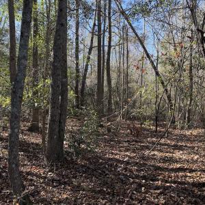Photo #23 of Off of Macedonia Church Road, Evergreen, NC 17.3 acres