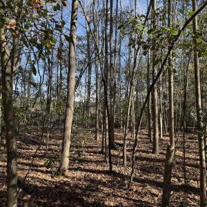 Photo #24 of Off of Macedonia Church Road, Evergreen, NC 17.3 acres