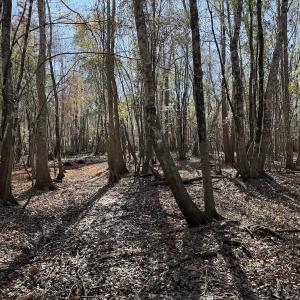 Photo #25 of Off of Macedonia Church Road, Evergreen, NC 17.3 acres