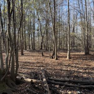 Photo #26 of Off of Macedonia Church Road, Evergreen, NC 17.3 acres