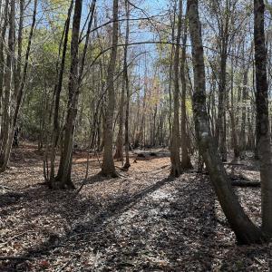 Photo #28 of Off of Macedonia Church Road, Evergreen, NC 17.3 acres