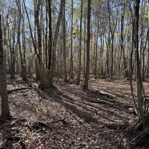 Photo #29 of Off of Macedonia Church Road, Evergreen, NC 17.3 acres