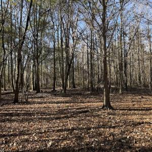 Photo #30 of Off of Macedonia Church Road, Evergreen, NC 17.3 acres