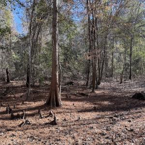 Photo #32 of Off of Macedonia Church Road, Evergreen, NC 17.3 acres