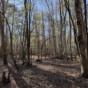 Photo #33 of Off of Macedonia Church Road, Evergreen, NC 17.3 acres