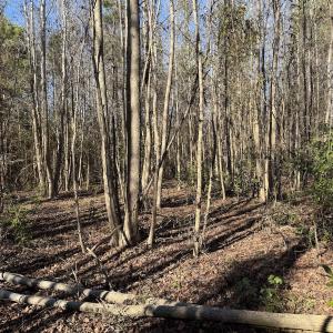 Photo #13 of 4758 Princess Ann Rd, Chadbourn, NC 7.0 acres