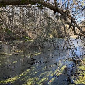 Photo #16 of 4758 Princess Ann Rd, Chadbourn, NC 7.0 acres