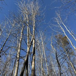 Photo #22 of 4758 Princess Ann Rd, Chadbourn, NC 7.0 acres