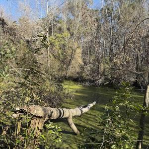 Photo #24 of 4758 Princess Ann Rd, Chadbourn, NC 7.0 acres