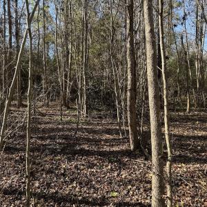 Photo #25 of 4758 Princess Ann Rd, Chadbourn, NC 7.0 acres