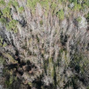 Photo #9 of 4758 Princess Ann Rd, Chadbourn, NC 7.0 acres