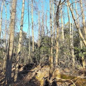 Photo #17 of Off Maple Ave, Sedley, VA 2.1 acres