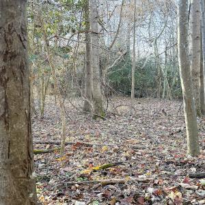 Photo #19 of Off Maple Ave, Sedley, VA 2.1 acres