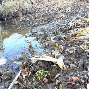 Photo #22 of Off Maple Ave, Sedley, VA 2.1 acres