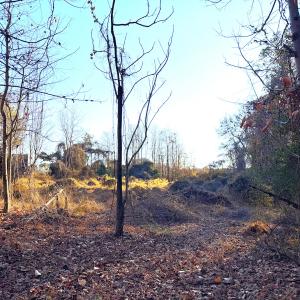 Photo #25 of Off Maple Ave, Sedley, VA 2.1 acres